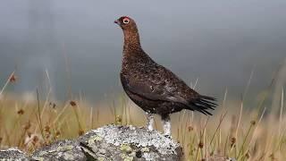 A Red Grouse Calling in Perthshire Scotland