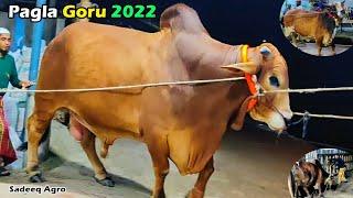 Deshal Pagla Goru 2022  Sadeeq Agro Pagla Gorur Paglami 2022  Big Cow 2022  DeshalCollection 2022