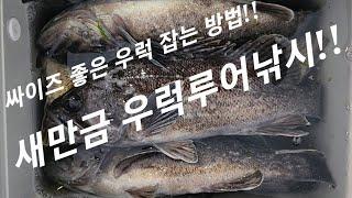 새만금우럭낚시 어렵다고요? 참다 못해 알려드리겠습니다. 손맛징하게 봅니다. 새만금낚시 이 영상으로 끝냅니다.