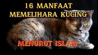 16 MANFAAT MEMELIHARA KUCING MENURUT ISLAM
