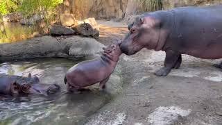 Fiona still Learning to be Polite to Baby Hippo Brother Fritz - Cincinnati Zoo