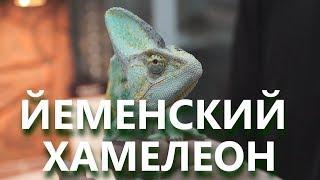 Йеменский хамелеон. Особенности содержания и ухода. Мнение специалиста