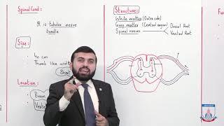 Class 10 - Biology - Chapter 12 - Lecture 5 Spinal Cord - Allied Schools