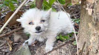 Tears rolling down his cheeks the exhausted puppy lay curled up on the hill waiting for help