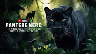 Black Panthers The Hidden Truths Behind These Majestic Predators
