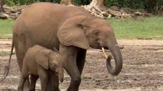 Welcome To The Elephant Oasis  Natural World Forest Elephants  BBC Earth
