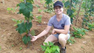 Tratos e Cultivo da Uva