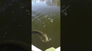 Snake Lure Catches River Beast