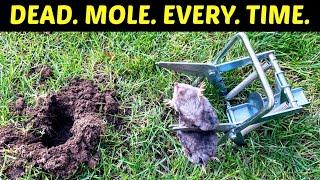 How To Kill Moles. Effective Lethal Results.  Use A Scissor Trap To Get Rid Of Moles In Your Yard.