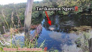 Panen Ikan Toman saat danau surut  Casting babon ikan Toman bc Trondol‼️