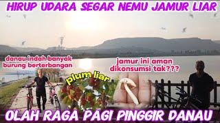 Pengen panen jamur liar takut beracun  Hirup udara segar olah raga pagi petik buah liar #indoturki