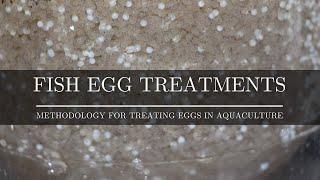 Easy Method for Treating Eggs in Aquaculture