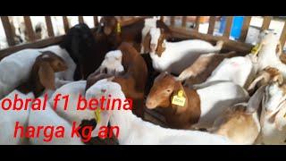 Dijual boer f1 betina dgn sistem timbang hidup