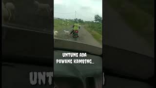 pawang kambing @mikiri japan #shorts #lucu #lucubanget #funny #kambing #indonesia