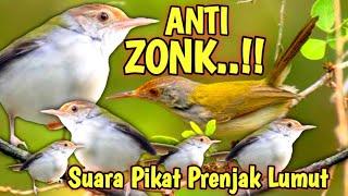 Siapa-siap dapat banyak  SUARA PIKAT BURUNG PRENJAK LUMUT PALING AMPUH