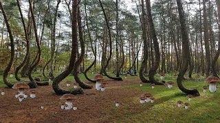 СТІЛЬКИ ГРИБІВ НЕ Було 100 РОКІВ НЕТРОНУТІ ПЛАНТАЦІЇ БІЛИХ ГРИБІВ - Гриби 2024. Гриби 2024. Білі