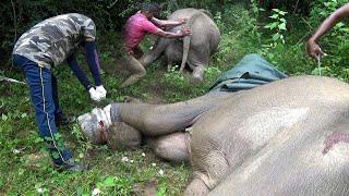 The elephant saved  from a deadly trap   elephant saved by humans.#animals  #slwildtv