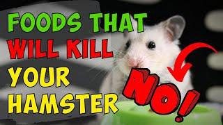 5 Everyday Foods That Will Kill Your Hamster Avoid At All Cost