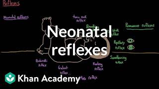 Neonatal reflexes  Behavior  MCAT  Khan Academy