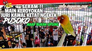 SOLO VAGANZA CUP 2  SERAM  JURI KAWAL KETAT NGEKEK LOVEBIRD PUSOKO MAAP BUKAN LIPSING ?