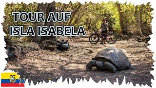 Fahrrad-Tour mit Riesenschildkröte  •  Meerechsen Isla Isabela    Galapagos Reise 11