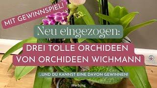  GEWINNSPIEL Gewinne eine von drei wunderschönen Orchideen von Orchideen Wichmann 