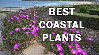 Top 10 Coastal Plants for Salt-Laden Windy Situations - Ozbreed