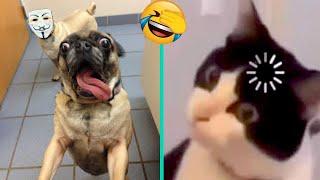 Unbelievable Situation of Dogs and Cats  Funniest Animals #234