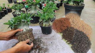 How to Make Adenium Planting Media Without Fermentation. Practical & Sterile. Desert Rose Bonsai