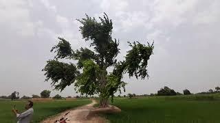 Sargodha Weather updates