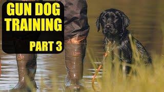 Training A Duck Dog  Pt. 3