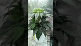 cultivo de cannabis casero registrado en RENAPET