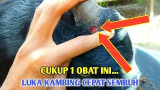 Cara mengobati luka pada kambing agar tidak ada belatungnya #kambing #peternakmuda #ternak