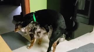 My Dogs Are Gay Documentary