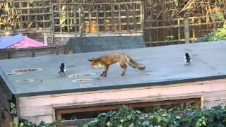 Watch these magpies taunt the fox