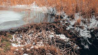 Snow Beaver Dams and Broken Wheels. Winter Farm Activities