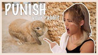 Get Your Rabbit to Stop Chewing Up Your House and other disciplining techniques