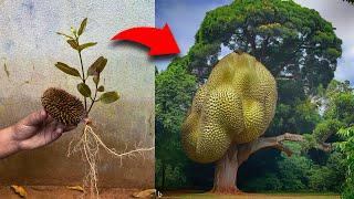 How i Grafting Duren Fruit to Get Amazing Duren Tree Grafting Duren Tree