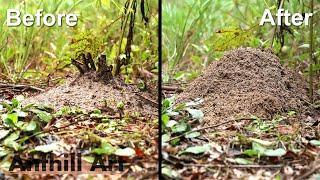 Timelapse Fire Ant Colony Rebuilding After a Storm