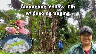 Ginangang Yellow Fin  w puso ng Saging