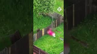 Manchester police capture half-naked suspect as he flees through gardens