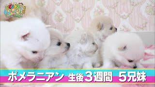 【ポメラニアン】寝落ち　ご対面　モフモフ【かわいい犬まとめ動画】