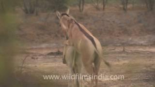 Indian wild Asses mating