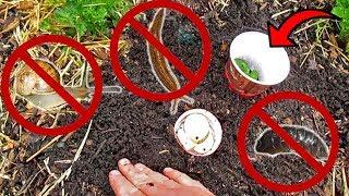 Stop Snails Slugs & Pill Bugs In Their Tracks Plant Protection CupsBait Traps 4 The Garden