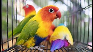 Lovebird Mutations Blue Lutino and Pied Breeding