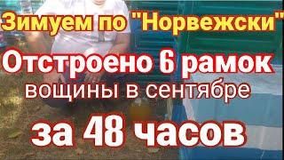 Зимовка пчел по Норвежски. Отстроено 6 рамок вощины