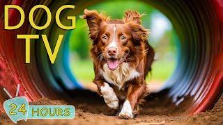 DOG TV Best Video Entertainment for Anxious Dogs When Home Alone - Music to Keep Your Dogs Happy
