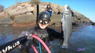 Karadeniz Levrek Avları 2023..#spearfishing  #seabass