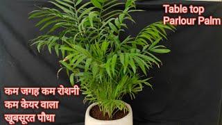 कम रोशनी कम देखरेख वाला मिनी एरिका पाम  Chamendorea plant care  Dwarf Areca palm  Miniature plant