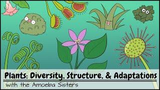 Plants Diversity Structure & Adaptations